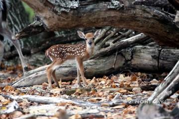 IMG_6210Fawn