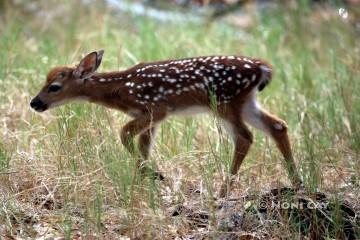 IMG_6228FAWN