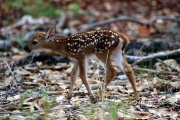 IMG_6232FAWN