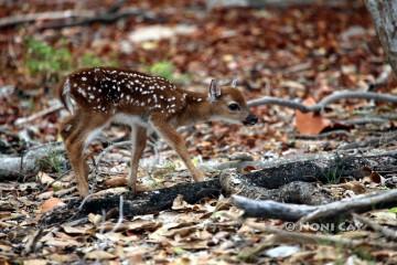 IMG_6246fawn