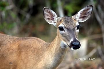 IMG_6277deer