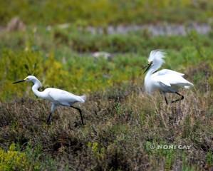 IMG_6293TheEgretChase Snowny Egrets