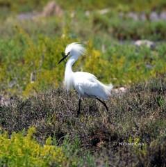 IMG_6295SnownyEgret Snowny Egret