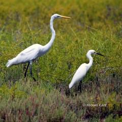 IMG_6362Egrets