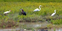 IMG_6390WaterBirds