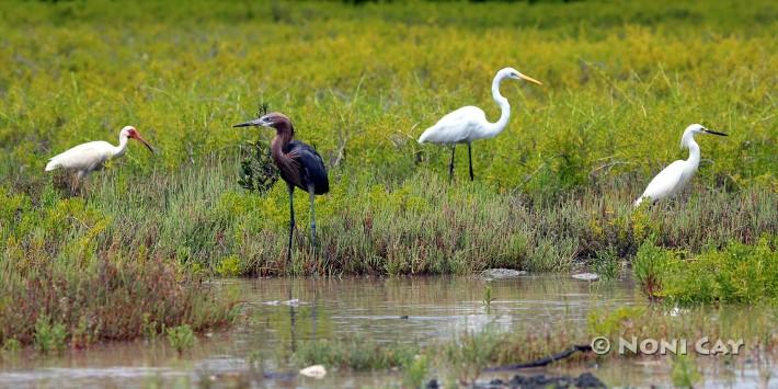 IMG_6390WaterBirds