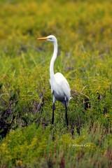 IMG_6428GreatEgret Great White Egret