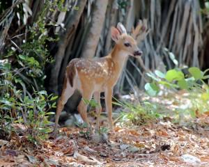 IMG_6457fawn