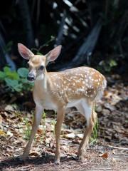 IMG_6469fawn