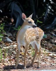 IMG_6472fawn