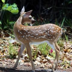 IMG_6474EdenPinesFawn