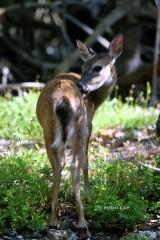 IMG_6484deer