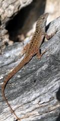 IMG_6518lizard