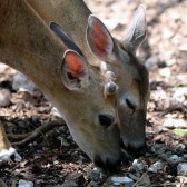 IMG_6608Deer