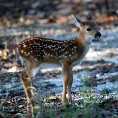 IMG_6633fawn