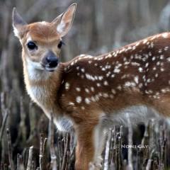 IMG_6668fawn