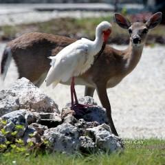 IMG_6759IbisandDeer Key Deer and Ibis