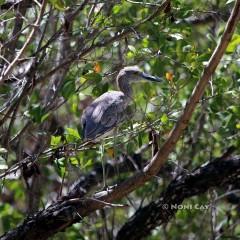 IMG_6771Limpkin