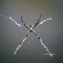 IMG_6780spider