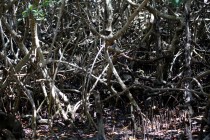 IMG_6827InTheMangroves