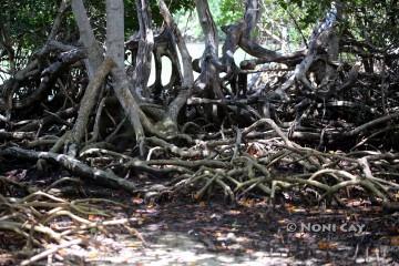 IMG_6832MangroveJungle