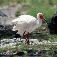 IMG_6864IbisBreedingColor Ibis in Breeding Colors