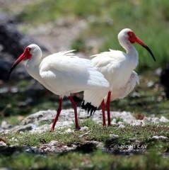 IMG_6869IbisinBreedingForm Ibis in breeding plumage