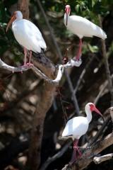 IMG_6895IbisBreedingColor Ibis in breeding form