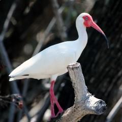 IMG_6904PaleBlueEyes Ibis in breeding color