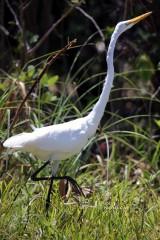 IMG_6911GreatEgret