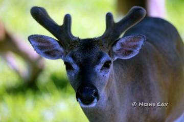 IMG_6940Antlers