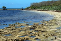 IMG_6966.SeaGrassBeach