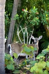 IMG_7004Doe