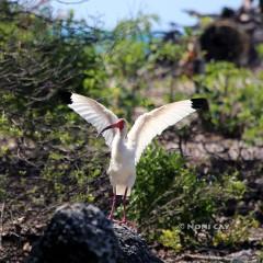 IMG_7019IbisinBreedingPlumage