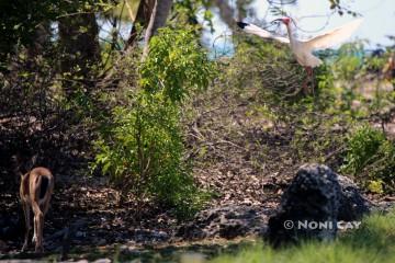 IMG_7022Ibis and Deer