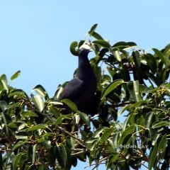 IMG_7230White-Crowned Pigeon