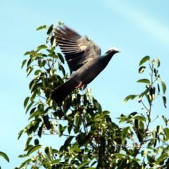 IMG_7231White-Crowned Pigeon