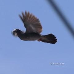 IMG_7236White-Crowned Pigeon