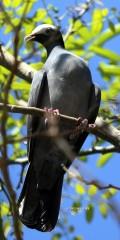 IMG_7328white-crown pigeon