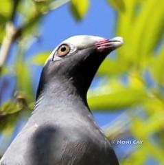 IMG_7356PigeonHead