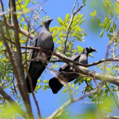 IMG_7382White-crowned Pigeon pair