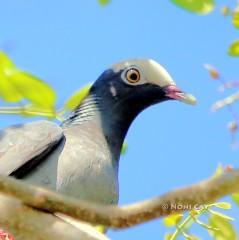 IMG_7383white-crownedpigeonjpg The White-crowned Pigeon