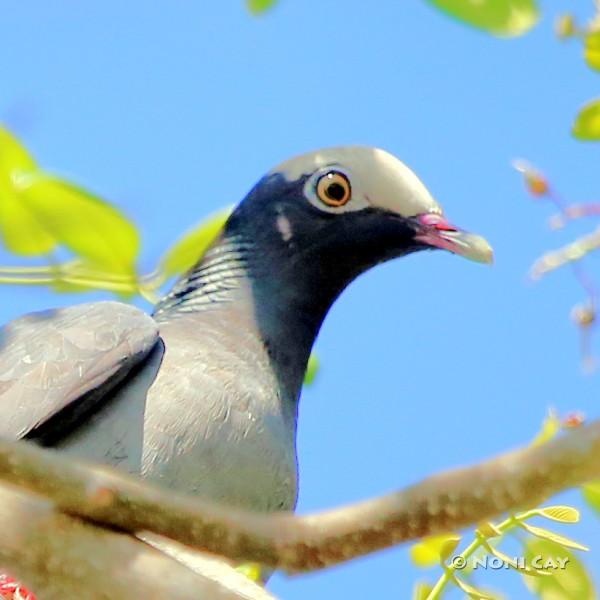 The White-crowned Pigeon