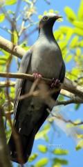 IMG_7387White-crowned Pigeon White-crownedPigeon