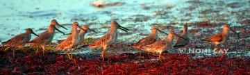IMG_7477Sandpipers