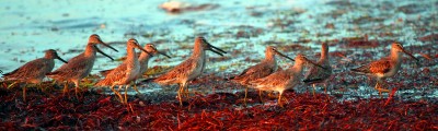 IMG_7477Sandpipers Shore Birds