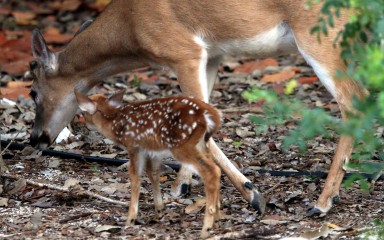 IMG_7578BuckandFawn