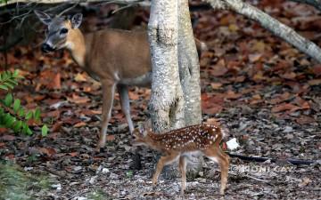 IMG_7585BuckandFawn