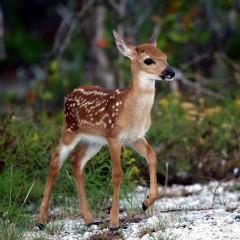 IMG_7624fawn