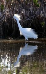 IMG_7707Snowny Egret.